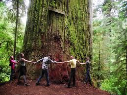 Circling round a redwood